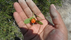 Maytenus phyllanthoides