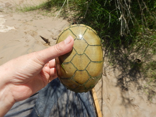 Yellow Mud Turtle, Kinosternon flavescens