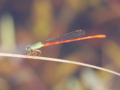 Ceriagrion corallinum