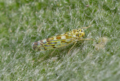 Eupteryx melissae
