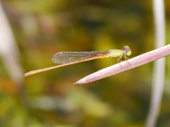 Ceriagrion corallinum