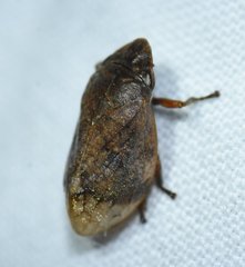 Lepyronia angulifera