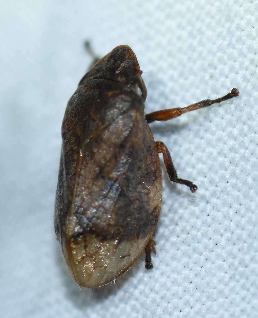 angular spittlebug