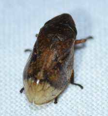 Lepyronia angulifera