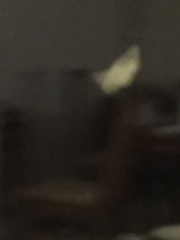 Ourapteryx sambucaria