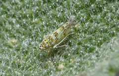 Eupteryx melissae