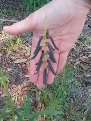 Crotalaria lanceolata