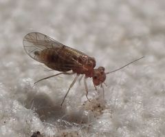 Lachesilla