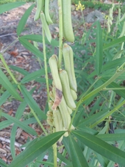 Crotalaria lanceolata