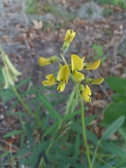 Crotalaria lanceolata