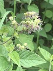 Thalictrum hernandezii