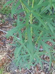 Crotalaria lanceolata