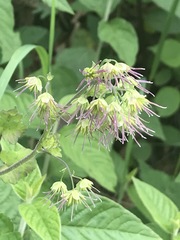 Thalictrum hernandezii