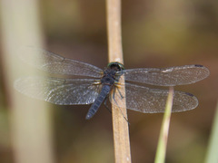 Trithetrum congoense