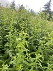Solidago lancifolia