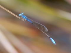 Aciagrion