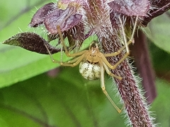 Enoplognatha ovata