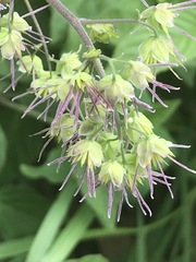 Thalictrum hernandezii