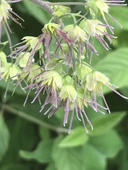 Thalictrum hernandezii
