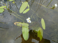 Sagittaria natans