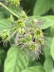 Thalictrum hernandezii