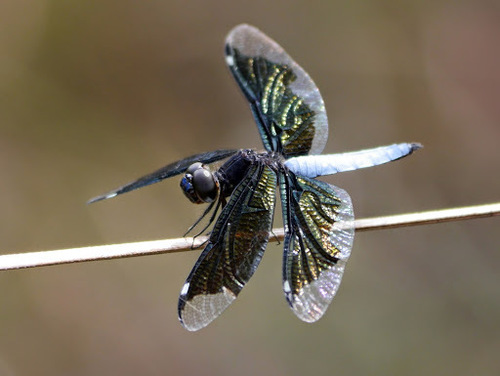 Photo of Lucia Widow (Palpopleura lucia)