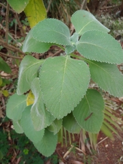 Coleus amboinicus