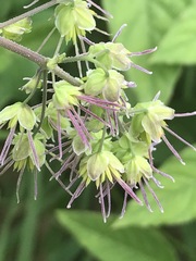 Thalictrum hernandezii