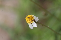Tridax rosea
