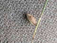Melica picta