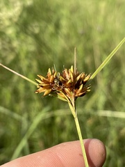 Rhynchospora indianolensis