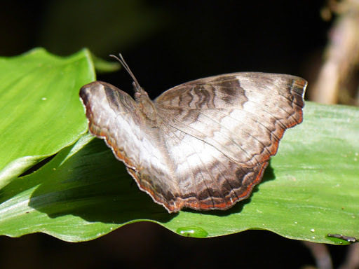 Angled Castor