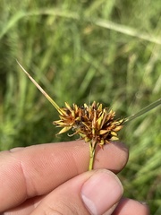 Rhynchospora indianolensis