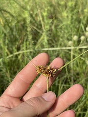 Rhynchospora indianolensis