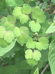 Thalictrum hernandezii