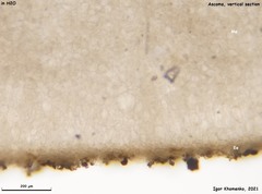 Peziza atrovinosa