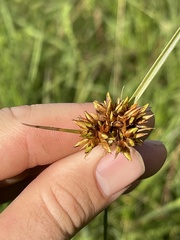 Rhynchospora indianolensis