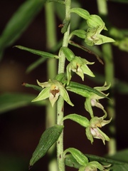 Epipactis leptochila