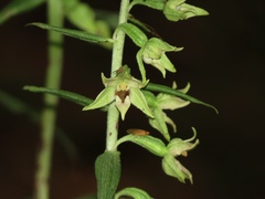 Epipactis leptochila