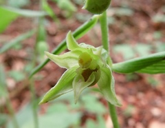 Epipactis leptochila
