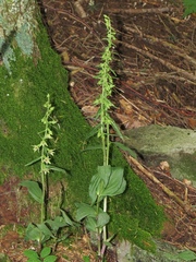 Epipactis leptochila
