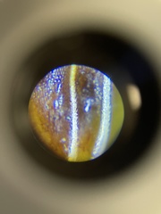 Rhynchospora indianolensis