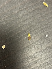 Rhynchospora indianolensis