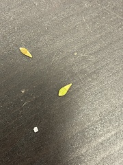 Rhynchospora indianolensis