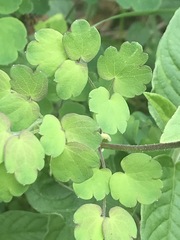 Thalictrum hernandezii