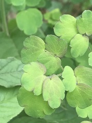 Thalictrum hernandezii