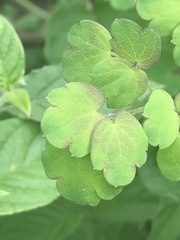 Thalictrum hernandezii