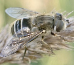 Eristalis abusiva