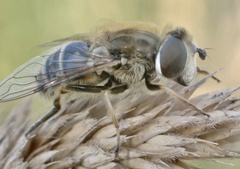 Eristalis abusiva
