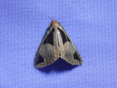 Fodina cuneigera